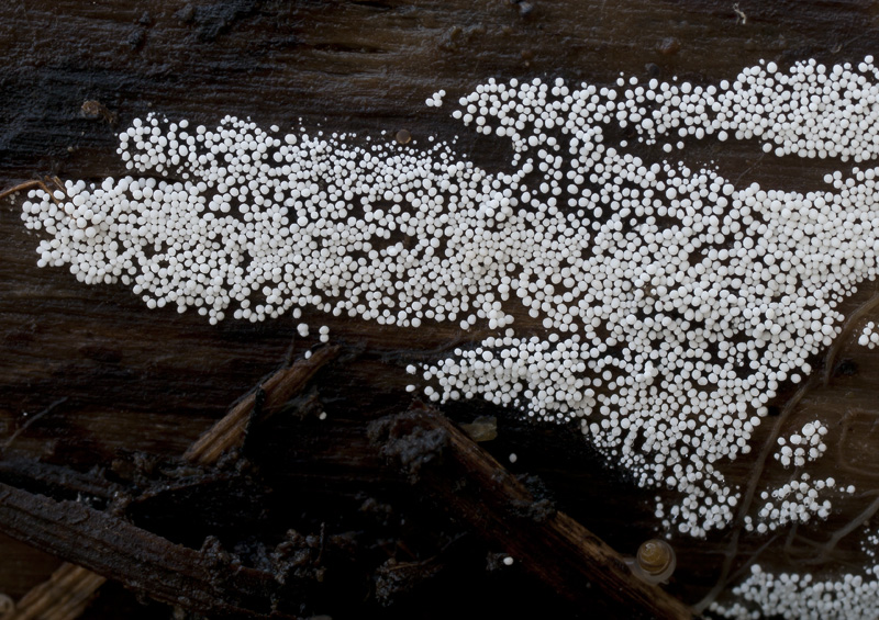 Bulbillomyces farinosus